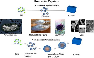 On Simulating the Formation of Structured, Crystalline Systems via Non-classical Pathways